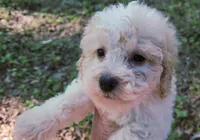 Saylor, a male Poodle - Toy  for sale in Jackson, TN – 3 of 5
