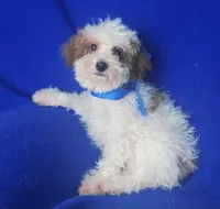 Emmett, a male Poodle - Toy  for sale in Jackson, TN – 9 of 10