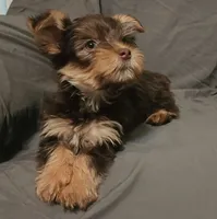 Chocolate Knox, a male Yorkshire Terrier for sale in Jackson, TN – 9 of 10