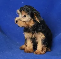 Gregory, a male Yorkshire Terrier for sale in Jackson, TN – 4 of 10