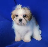 Sterling , a male Shichon for sale in Jackson, TN – 6 of 10