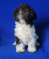 Chocolate Nolan, a male Poodle - Toy  for sale in Jackson, TN – Photo 7 of 10