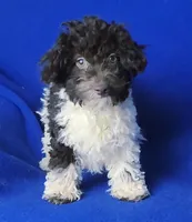 Chocolate Nolan, a male Poodle - Toy  for sale in Jackson, TN – Photo 3 of 10