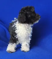Chocolate Nolan, a male Poodle - Toy  for sale in Jackson, TN – Photo 6 of 10