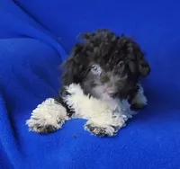 Chocolate Nolan, a male Poodle - Toy  for sale in Jackson, TN – Photo 8 of 10