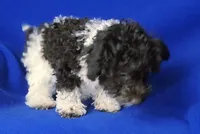 Chocolate Nolan, a male Poodle - Toy  for sale in Jackson, TN – Photo 4 of 10