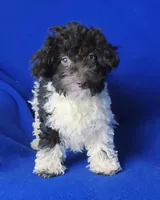 Chocolate Nolan, a male Poodle - Toy  for sale in Jackson, TN – Photo 5 of 10