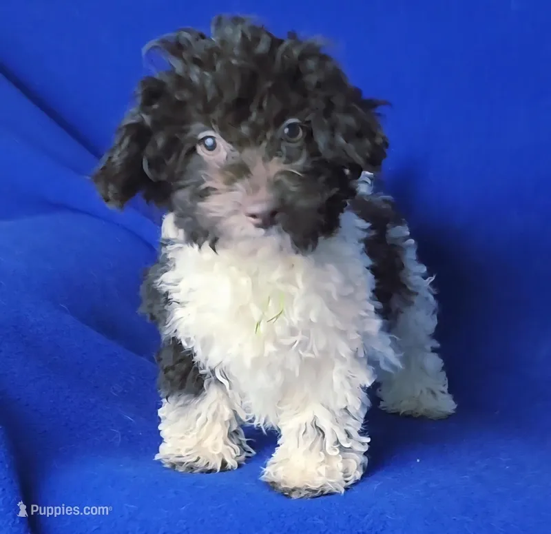 Chocolate Nolan – Poodle - Toy  puppy for sale in Jackson, TN