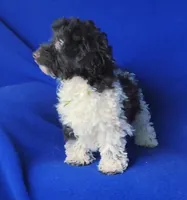 Chocolate Nolan, a male Poodle - Toy  for sale in Jackson, TN – Photo 9 of 10