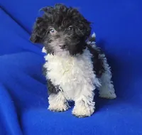 Chocolate Nolan, a male Poodle - Toy  for sale in Jackson, TN – Photo 10 of 10