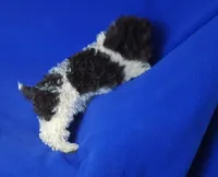 Chocolate Nolan, a male Poodle - Toy  for sale in Jackson, TN – Photo 2 of 10