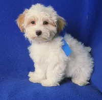 *FLASH SALE* Amara, a female Morkie for sale in Jackson, TN – 6 of 10