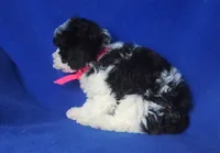 Melody , a male Poodle - Toy  for sale in Jackson, TN – 9 of 10