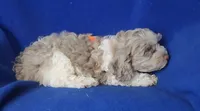 Chocolate Merle Chester , a male Cockapoo for sale in Jackson, TN – 3 of 10
