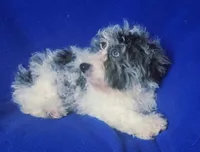 Merle Blue Eye Macklin, a male Poodle - Toy  for sale in Jackson, TN – 7 of 10