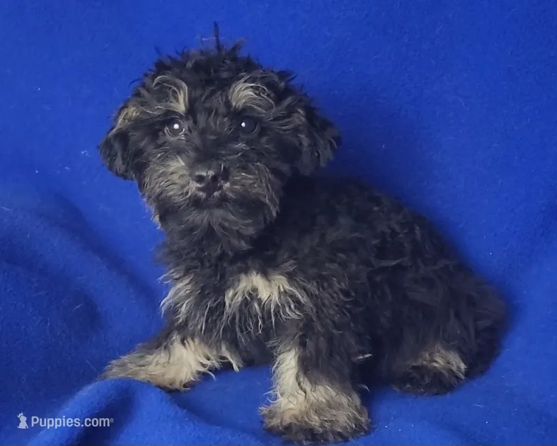 Gavin – Schnoodle puppy for sale in Jackson, TN