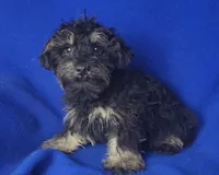 Gavin, a male Schnoodle for sale in Jackson, TN – 1 of 10