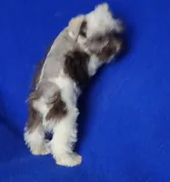 Choco Celine, a female Miniature Schnauzer for sale in Jackson, TN – 5 of 10