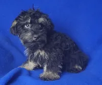 Gavin, a male Schnoodle for sale in Jackson, TN – 3 of 10
