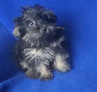 Lindy, a female Yorkipoo for sale in Jackson, TN – 8 of 9