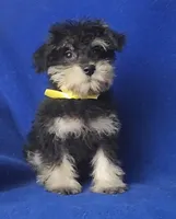 Gregory , a male Schnoodle for sale in Jackson, TN – 3 of 10