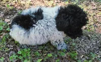 Sutton, a male Poodle - Toy  for sale in Jackson, TN – 6 of 7