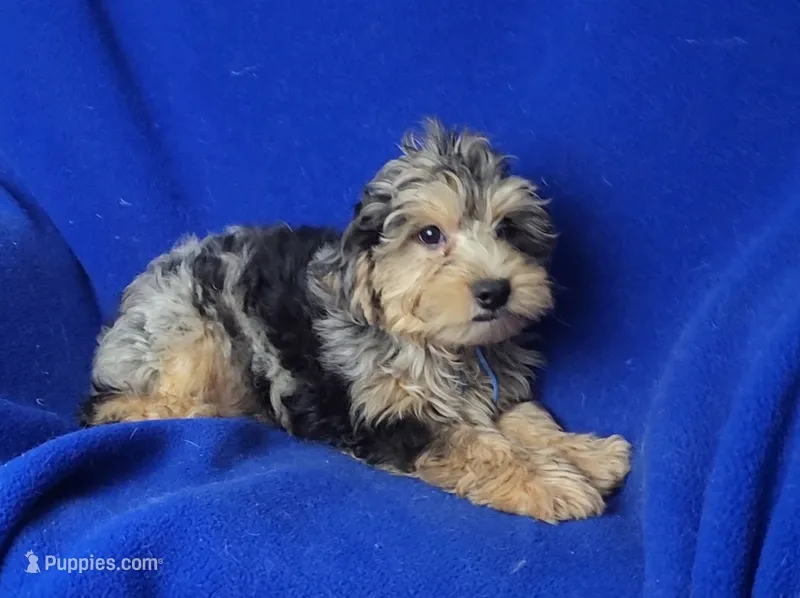 Beckham  – Yorkipoo puppy for sale in Jackson, TN