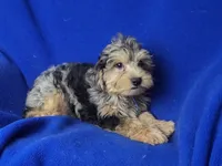 Beckham , a male Yorkipoo for sale in Jackson, TN – 4 of 10