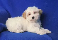 *FLASH SALE* Amara, a female Morkie for sale in Jackson, TN – 8 of 10