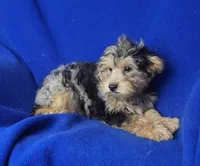 Beckham , a male Yorkipoo for sale in Jackson, TN – 5 of 10