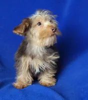 Liver Driscoll , a male Yorkshire Terrier for sale in Jackson, TN – 7 of 10