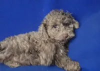 Chocolate Merle Clarence, a male Cockapoo for sale in Jackson, TN – 4 of 10