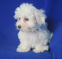 Bowie, a male Maltese for sale in Jackson, TN – 5 of 10