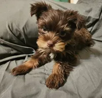 Chocolate Nash, a male Yorkshire Terrier for sale in Jackson, TN – 8 of 9