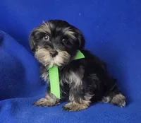 Teddy, a male Morkie for sale in Jackson, TN – 3 of 10