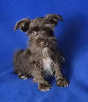 Chocolate Cash, a male Miniature Schnauzer for sale in Jackson, TN – 4 of 10