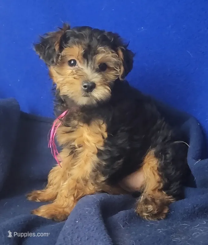 Bindie – Yorkipoo puppy for sale in Jackson, TN