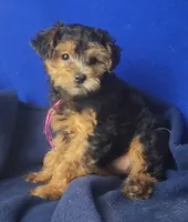 Bindie, a female Yorkipoo for sale in Jackson, TN – 1 of 10