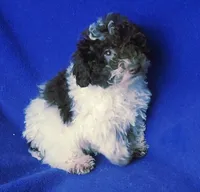 Nash, a male Poodle - Toy  for sale in Jackson, TN – 3 of 10