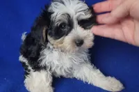 Pilot, a male Yorkipoo for sale in Jackson, TN – 3 of 10