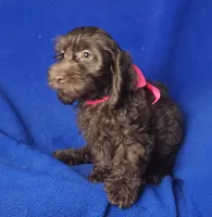 *FLASH SALE* Chocolate Clarissa, a female Cockapoo for sale in Jackson, TN – 8 of 10