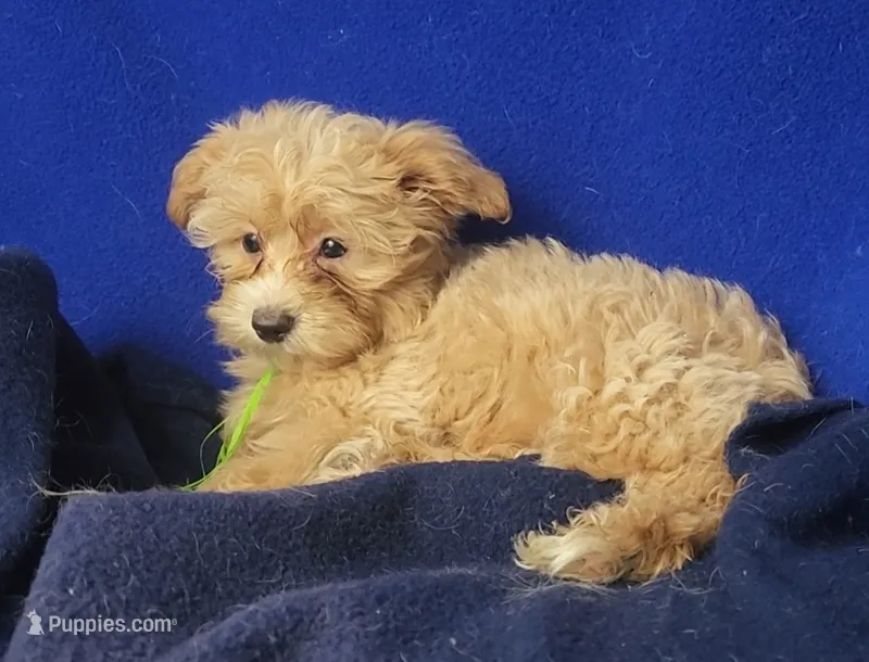 Banjo – Yorkipoo puppy for sale in Jackson, TN