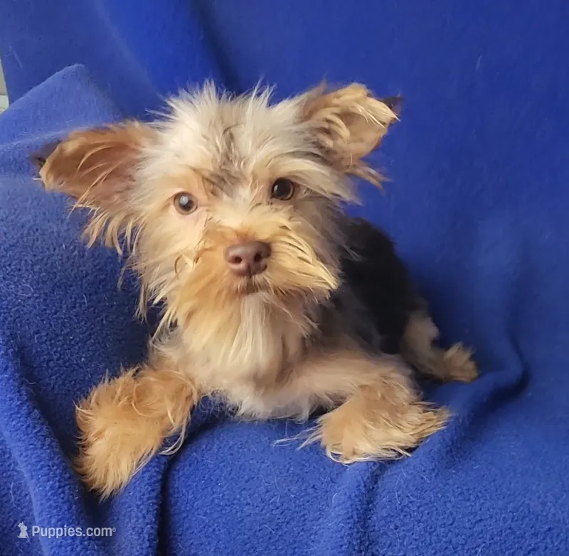 Chocolate Driscoll – Yorkshire Terrier puppy for sale in Jackson, TN