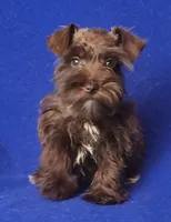 Choco CoCo, a female Miniature Schnauzer for sale in Jackson, TN – 9 of 10
