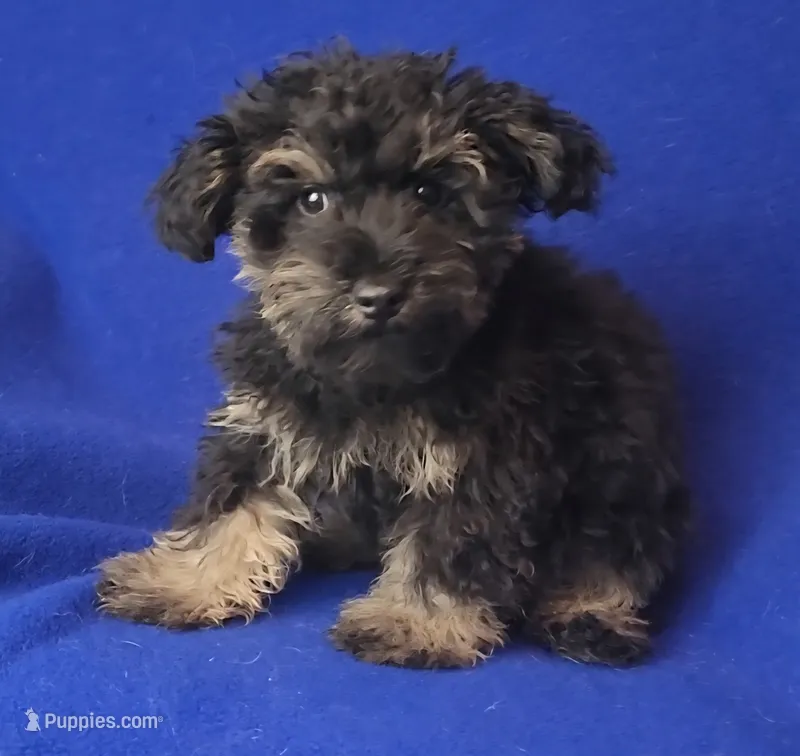 Gavin – Schnoodle puppy for sale in Jackson, TN