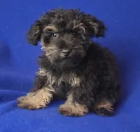 Gavin, a male Schnoodle for sale in Jackson, TN – 1 of 10