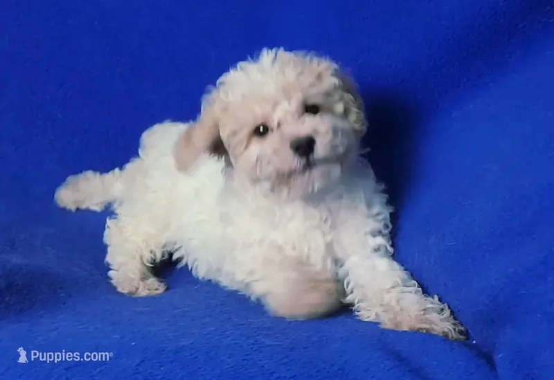 Saylor – Poodle - Toy  puppy for sale in Jackson, TN