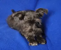Chocolate Cash, a male Miniature Schnauzer for sale in Jackson, TN – 5 of 10