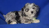 Declan , a male Yorkipoo for sale in Jackson, TN – Photo 6 of 10