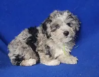 Declan , a male Yorkipoo for sale in Jackson, TN – Photo 8 of 10